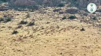 سرشماری پهبادی وحوش منطقه حفاظت شده خانگرمز تویسرکان