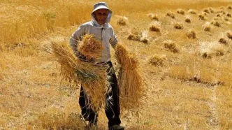 مطالبات گندم‌کاران از امروز پرداخت می‌شود