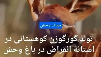 تولد گورگوزن کوهستانی در آستانه انقراض در باغ وحش چستر بریتانیا + فیلم