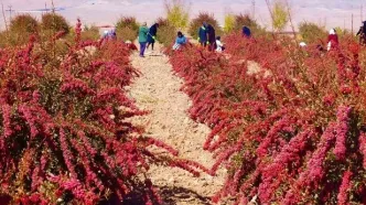 تصاویر جذاب از مزارع زرشک در خراسان جنوبی