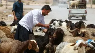 قیمت دام‌ زنده امروز پنجشنبه ۵ مهرماه ۱۴۰۳ اعلام شد/ قیمت دام‌زنده در تهران تغییر کرد + جدول