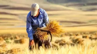 حساب گندمکاران شارژ شد