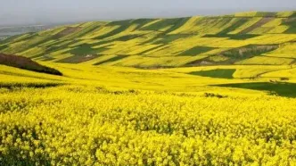 مطالبات کلزا کاران فارس تسویه شد