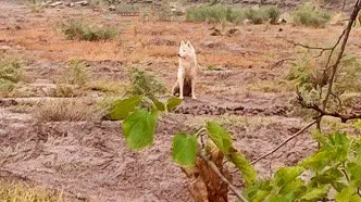 خبر خوب برای اهالی مرند / خطر حمله گرگ منتفی شد.