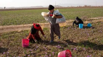 همکاری تاریخی برای ریشه کنی کار کودکان در کشاورزی! / نشست مشترک فرانسه و ترکیه؛ گامی بزرگ برای مبارزه با کار کودک