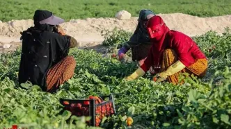 زنان کشاورز جنوب؛ از دستمزد پایین تا مشکلات سلامت/ خشکسالی در کمین/ «برخی کشاورزان معتقدند اتباع بهتر و بیشتر کار می‌کنند»