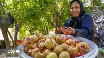 (تصاویر) چیدمان شگفتی‌ها؛ برداشت انار در روستای دورک