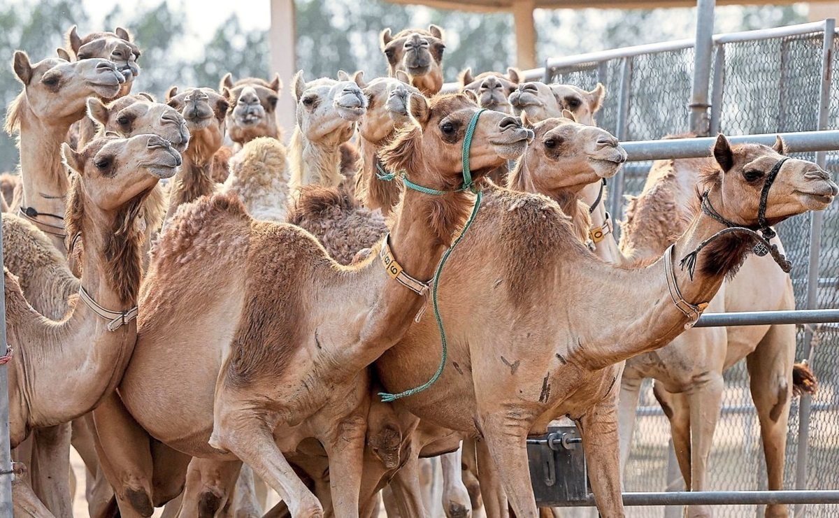 (ویدئو) فرآیند پرورش و فرآوری گوشت هزاران شتر در چین