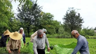 پرداخت ۸۲ درصدی سهم دولت از مطالبات چایکاران شمال کشور