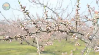 (ویدئو) فرآیند کشت و برداشت گران ترین هلوی جهان در ژاپن