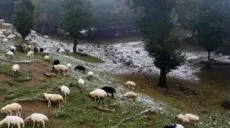 برف ۷۰ سانتی جان دامدار تالشی را حین نجات گوسفندانش گرفت