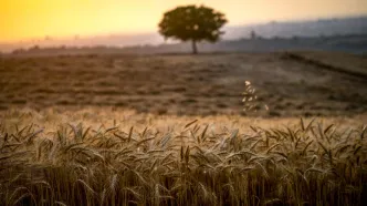 پرداخت مرحله دوم خرید تضمینی گندم؛ ۴.۶ هزار میلیارد تومان در حساب  کشاورزان