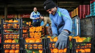 میدان مرکزی عامل اختلاف و نوسان قیمت میوه در سطح شهر تهران است / وزارت جهاد کشاورزی از کشاورز حمایت نمی کند!