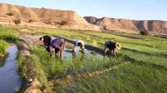 به بهانه ۲۴ مهر، گاه برداشت محصول برنج «روز جانکی»