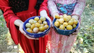 (تصاویر) جشنواره آلو در روستای حیدره‌قاضی‌خان بهار