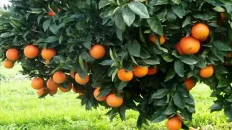تولید بیش از ۸ میلیون تن مرکبات در سال ۱۴۰۴