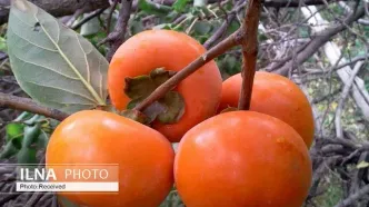 ۶۳۰ تن خرمالو در باغات قزوین تولید شد