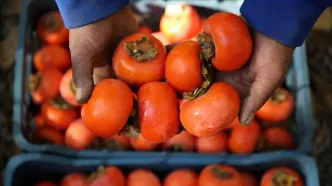 به این دلیل به کودک‌تان خرمالو دهید