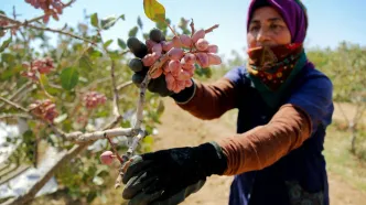 هشدار برای توقف صادرات پسته ایران به اروپا