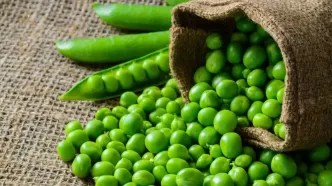 مصرف این نخود سلامتی را تضمین می‌کند