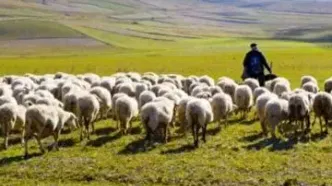 قیمت دام زنده امروز دوشنبه ۵ خرداد ۱۴۰۴