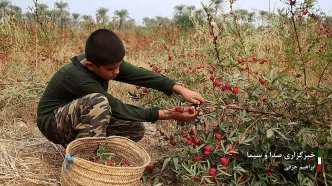 برداشت چای ترش از مزارع خوزستان (تصاویر)