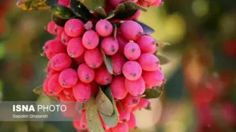 اثر مشابه «بربرین» استخراج شده از زرشک با قرص متفورمین