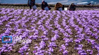 برداشت گل زعفران در مزرعه‌های روستای کوهستانی وامنان (تصاویر)