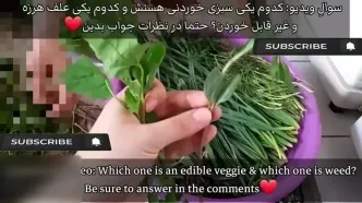 آموزش آماده کردن سبزی دلمه