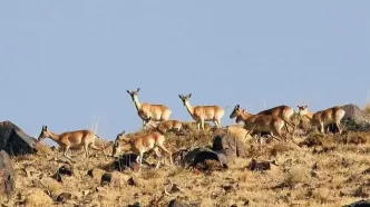 سرشماری پائیزه حیات‌وحش در مناطق مختلف استان آغاز شد