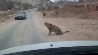 زنده گیری پلنگ سرگردان دماوند