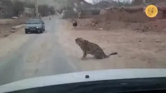 مشاهده یک قلاده پلنگ در دماوند