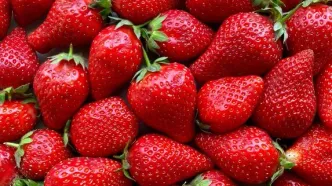 اکسیر جوانی در بشقاب توت شماست