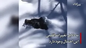 خرس‌ها هنوز بیدارند..! گرسنه و سرگردان در جستجوی غذا؛ حتی تا نزدیکی انسان‌ها