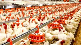 ماجرای خفه کردن مرغ ها با گاز در مرغداری ها