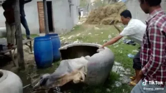 فیلم نجات گاو گرفتار در کوزه