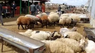 قیمت دام سبک زنده کاهش یافت