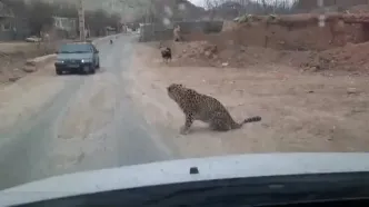 مشاهدهٔ پلنگ در یک روستای دماوند +فیلم