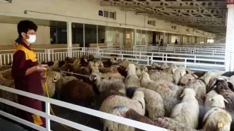 قیمت دام زنده امروز ۳ دی ۱۴۰۳ + جدول