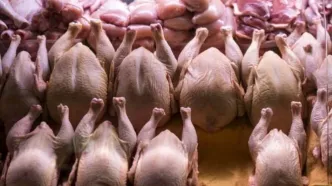 قیمت انواع گوشت مرغ امروز ۱۱ آذر ۱۴۰۳