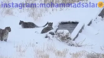 ویدئویی کم‌نظیر از چهار پلنگ در زمستان در پارک ملی سمنان