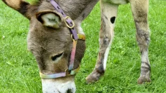 خر شرک درگذشت