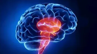 نقش مغز در پرخوری؛ نوروساینس چه می‌گوید؟