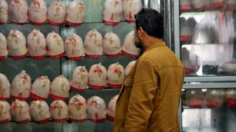 خوش خبری برای خانوارها/کاهش ۱۰ هزار تومانی قیمت مرغ
