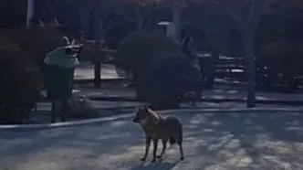 فیلم حضور گرگ وحشی در پارک بانوان مشهد و کنار محل بازی کودکان ! / زوزه هم می کشد !
