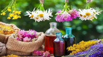 علف گربه چیست و چه کاربردی دارد؟