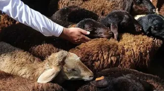 گوسفند زنده در تهران چند؟/آخرین قیمت دام زنده امروز چهارشنبه ۱۵ اسفند ۱۴۰۳