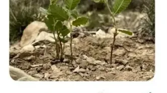 کاشت ۱۹ درخت بلوط در جنگل های زاگرس به مناسبت گرامی‎‌داشت سالروز تاسیس بیمه نوین