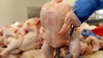 قیمت مرغ، گوشت و دام زنده امروز یکشنبه ۱۹ اسفند