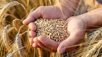 پیش‌بینی تولید ۱۲ میلیون تنی گندم